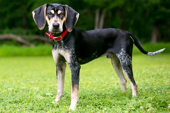American English Coonhound Dog Breed information