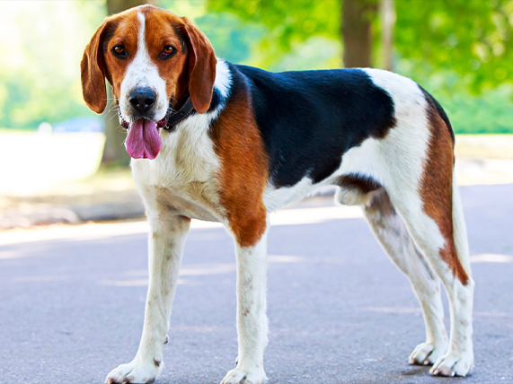 American Foxhound dog breed information