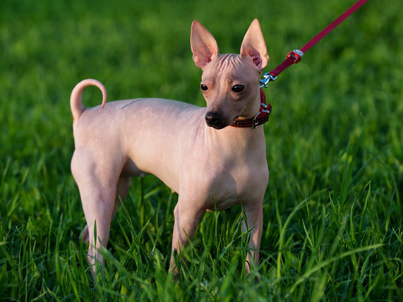 American Hairless Terrier Dog Breed information
