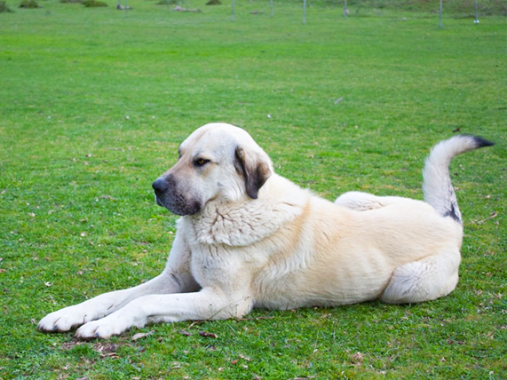 Anatolian Shepherd Dog breed information