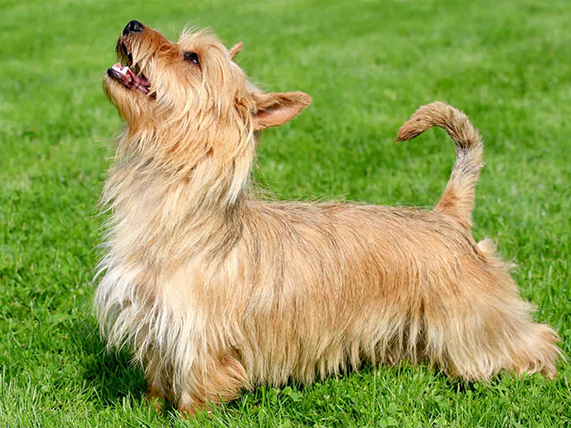 Australian Terrier Dog breed information
