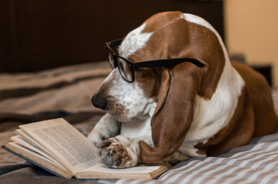 Basset Hound Dog breed information