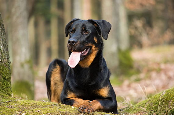 Beauceron Dog breed information