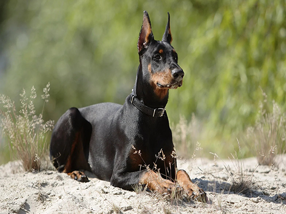 Beauceron breed information