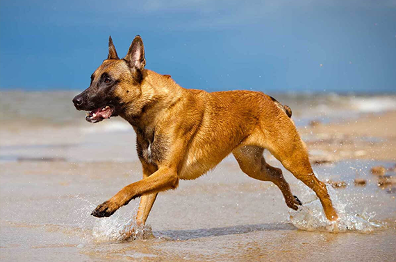 Belgian Malinois dog breed information