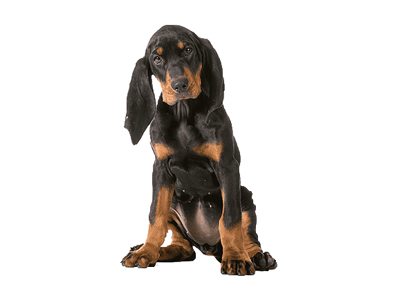 Black and Tan Coonhound Dog breed information