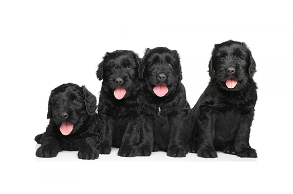 Black Russian Terrier Dog breed Information