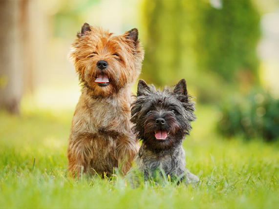 Cairn Terrier Dog Breed Information