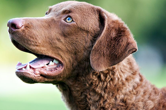 Chesapeake Bay Retriever Dog Breed Information