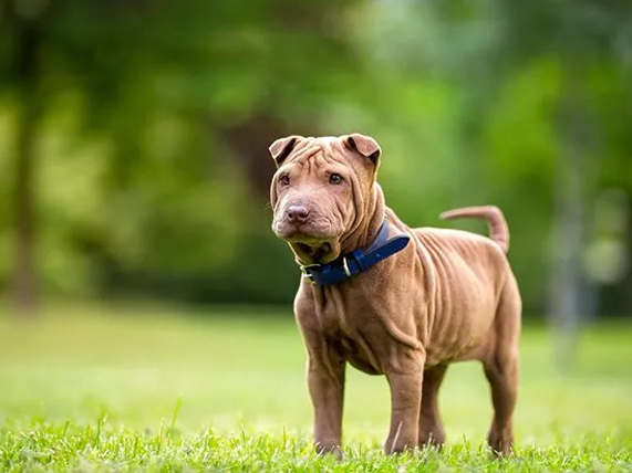 Chinese Shar-Pei Breed Information