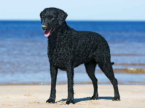 Curly-Coated Retriever Breed Information